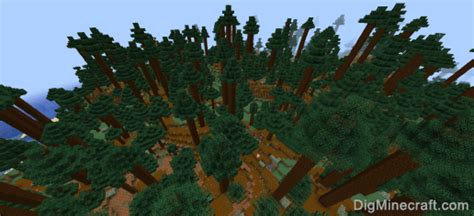Old Growth Pine Taiga .